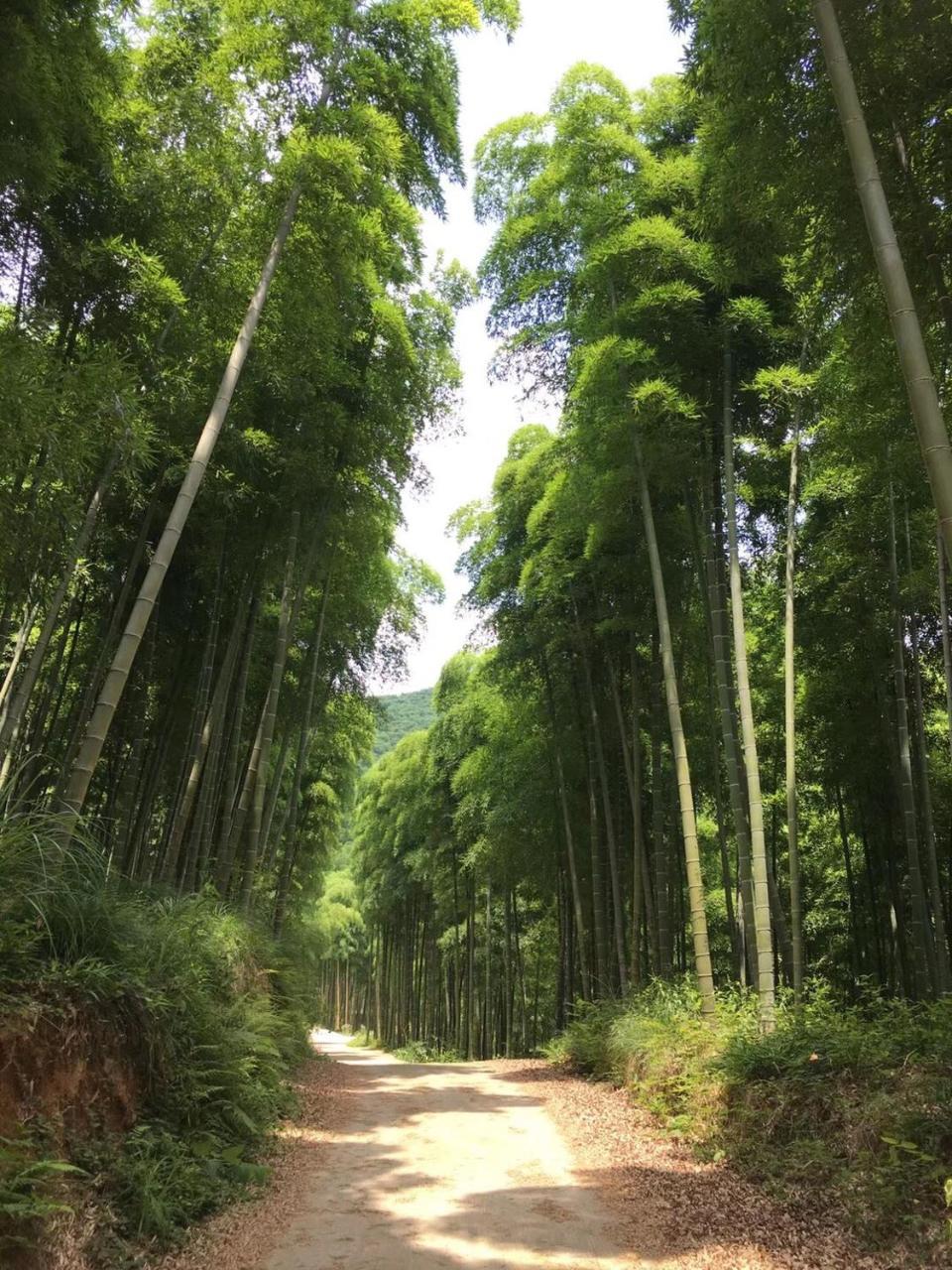 Moganshan Bamboo View Guesthouse Deqing Exterior photo